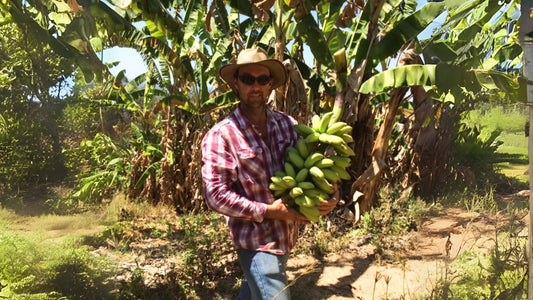 Tony Lindsay - Bananas - Wamuran