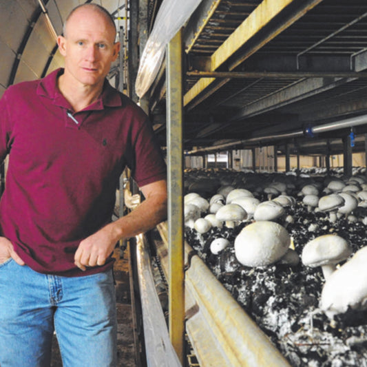 White Prince Mushrooms
