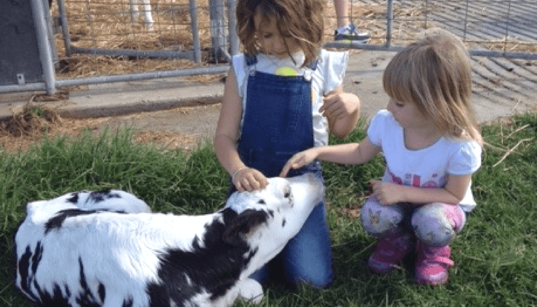 Our tour of 4Real Milk Farm