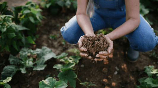 🥕 Are You Wasting Money on Organic Food?