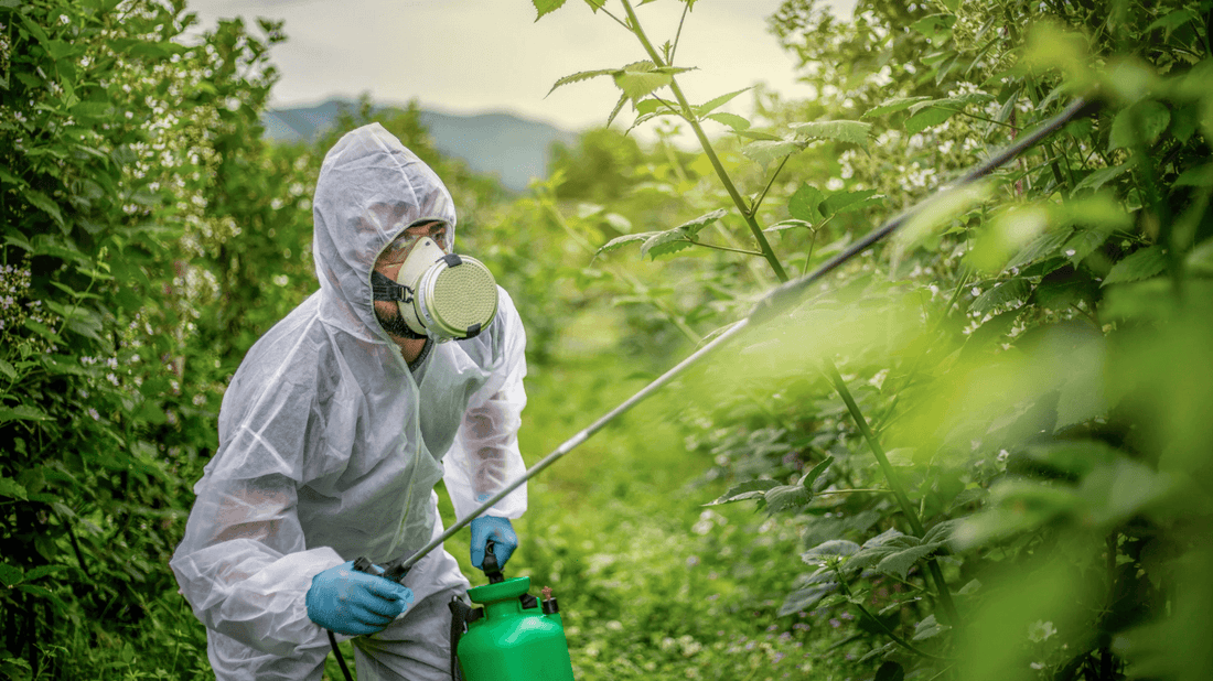 dirty-dozen-foods-2025-ewg-clean-fifteen-australia-organic-fruit-and-veg