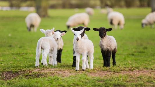 lambs on the field