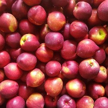 Nectarines - Yellow Flesh Spray-Free (1kg)