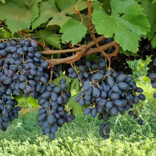 Grapes - Black Seedless Organic (500gm)
