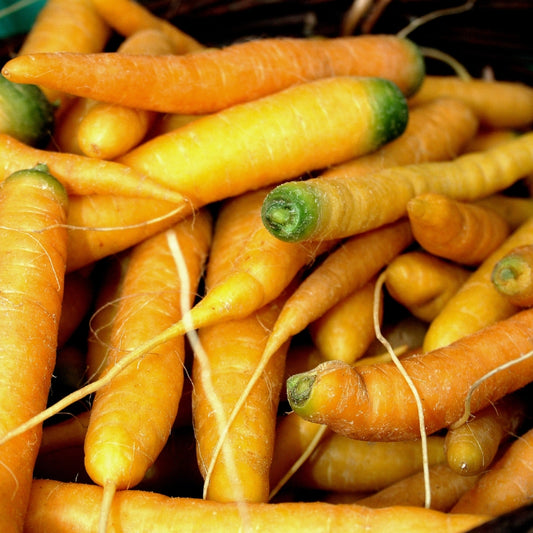 Bunch of yellow carrots
