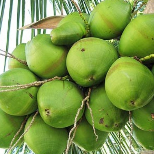 A bunch of fresh coconuts hanging from a tree young coconuts electrolyte rich coconut water