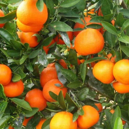 organic-sprya-free-fruit-vege-brisbane-gold-coast-delivery