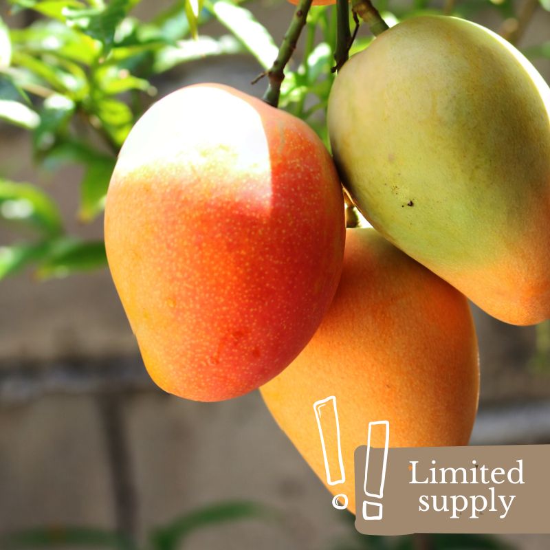 certified-organic-chemical-free-fruit-mango-brisbane-gold-coast