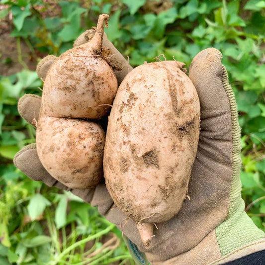 Potatoes - Sweet, Hawaiian Organic (500gm)
