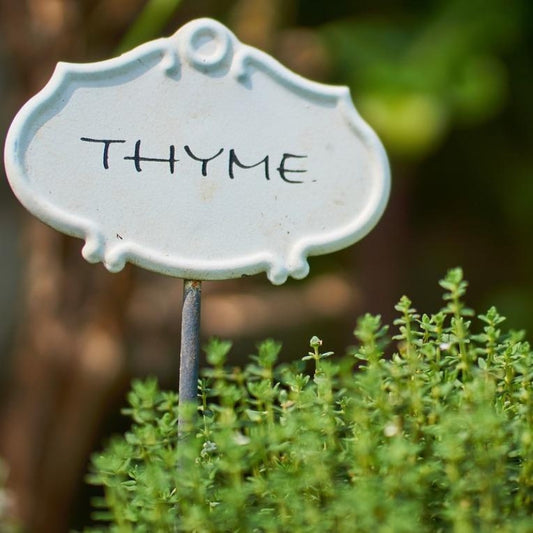 Bunch of thyme