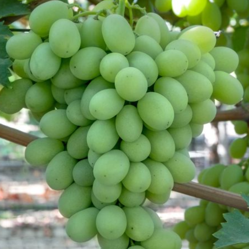 Grapes - Green Seedless (200gm)