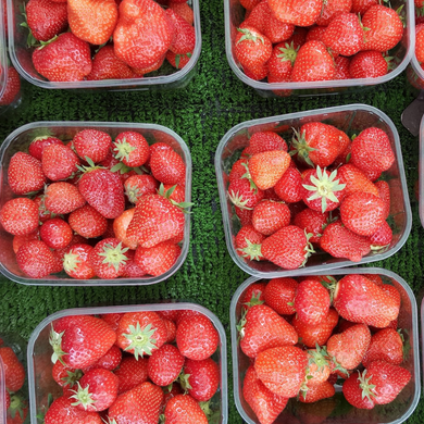 Strawberries spray free organic small 2kg bulk buy online brisbane gold coast