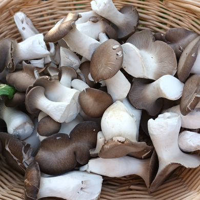 Blue Oyster Mushrooms from Wulff & Cub home delivered by spray-free farmacy in Brisbane Gold Coast