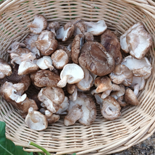 Load image into Gallery viewer, Spray-Free Shiitake Mushrooms from Wulff &amp; Cub home delivered
