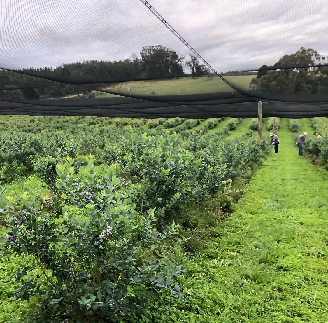 Blueberries - Australian (750gm) FROZEN