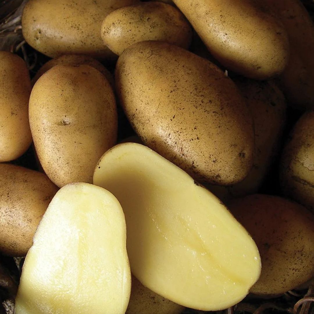 Nicola-Potatoes-Yellow-flesh-organic-tasmania
