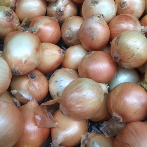 Onions - Brown Organic BULK (5kg) SAVE $5.00