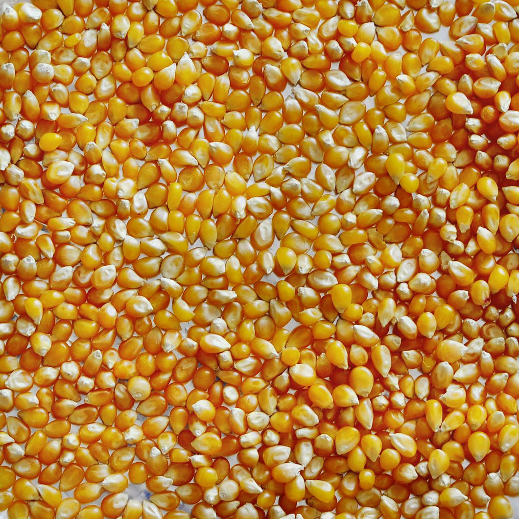 Organic-Popping-Corn
