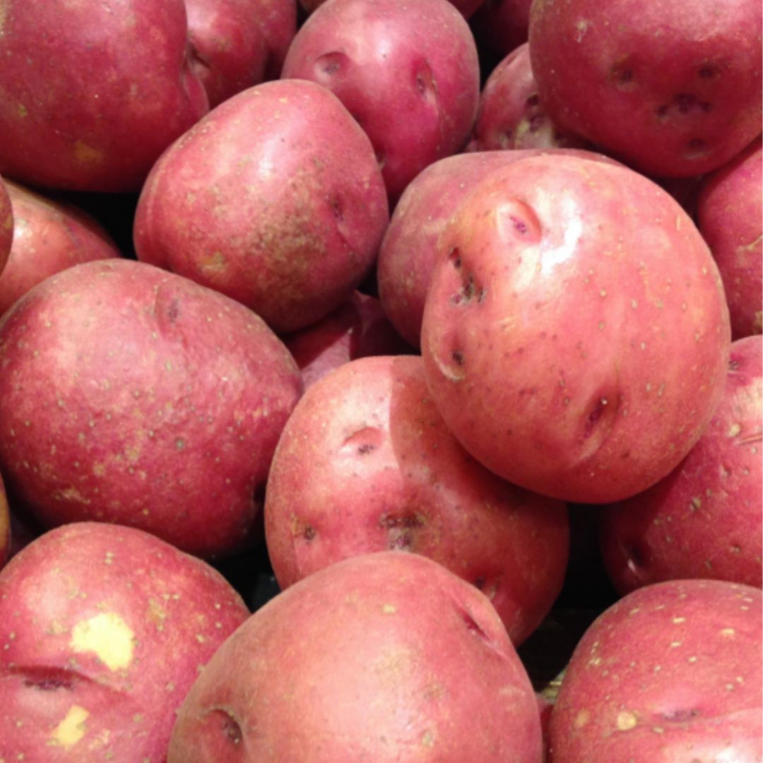 Red-Pontiac-Potatoes-Organic-Tasmania