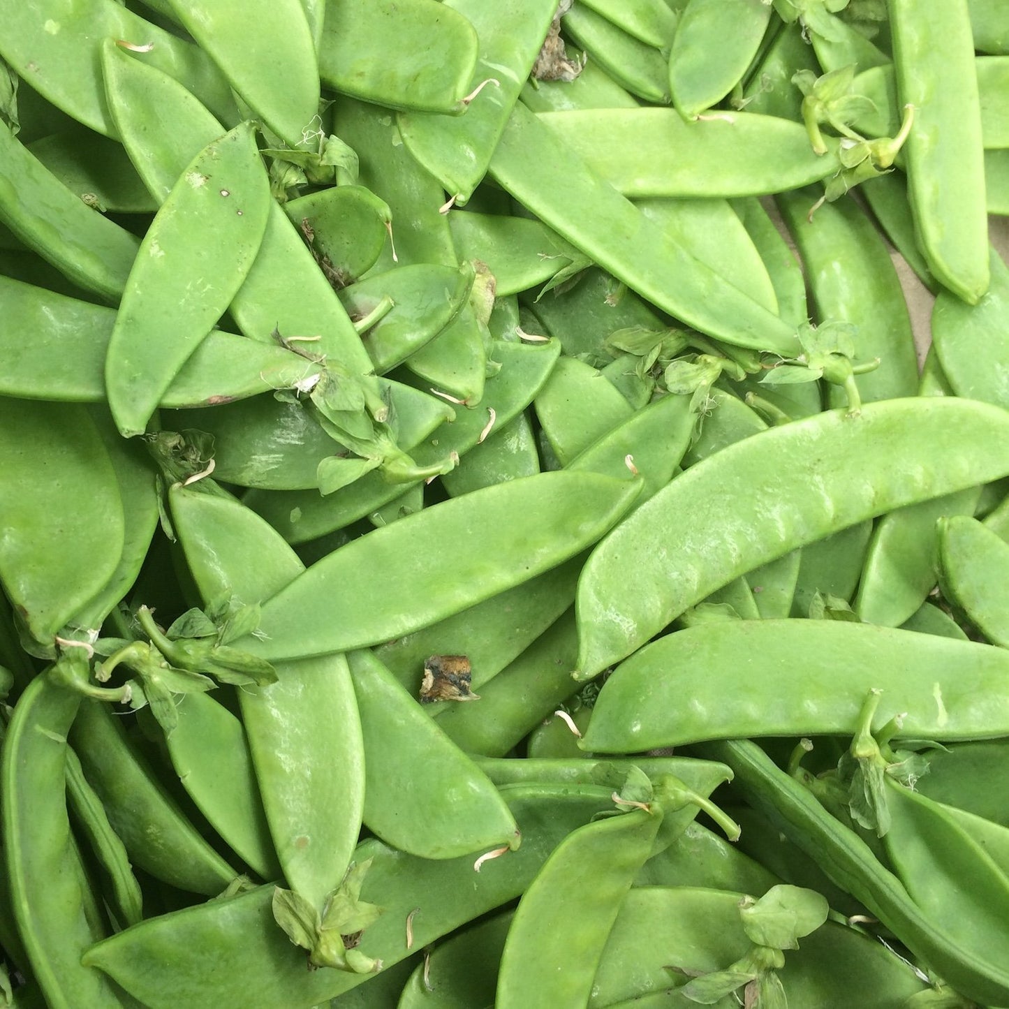 Snow_peas-organic-fruit-vegetable-salad-brisbane