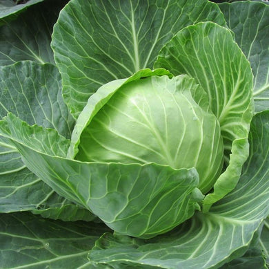Farm fresh and organic sugarloaf cabbage for fruit and vegetable home delivery in Brisbane