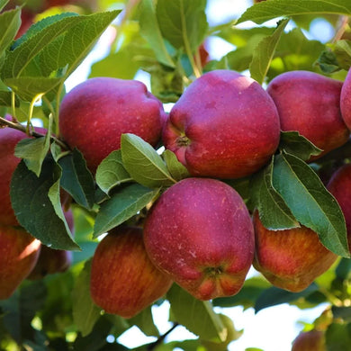 spray-free-red-delicious-apples-organic-vegetables-fruit-brisbane
