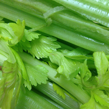 Organic and spray free celery, as suggested by the Medical Medium available in Brisbane and Ormeau 