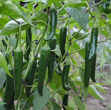 Pesticide free green chillis for collection in Brisbane