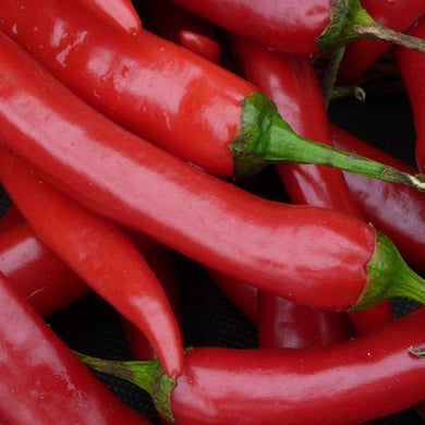 100g of pesticide free long red chillis for collection in Brisbane