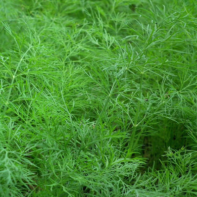Organic dill fresh from the farm and available for home delivery in Brisbane