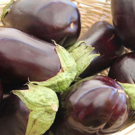 black-globe-eggplant-american-eggplant
