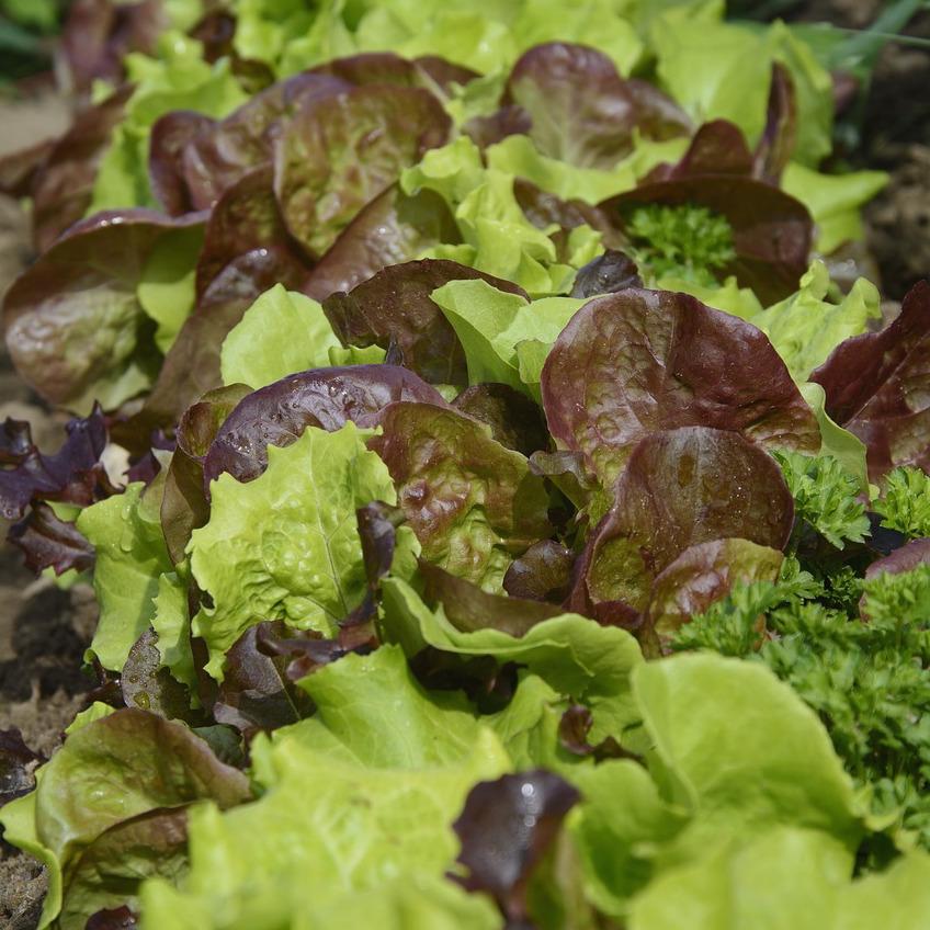 Lettuce Mix Spray-Free (300gm)