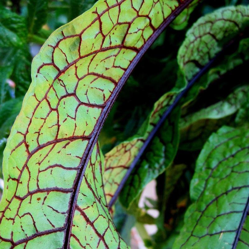 Sorrel (bunch)